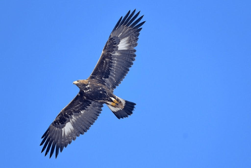 Aigle